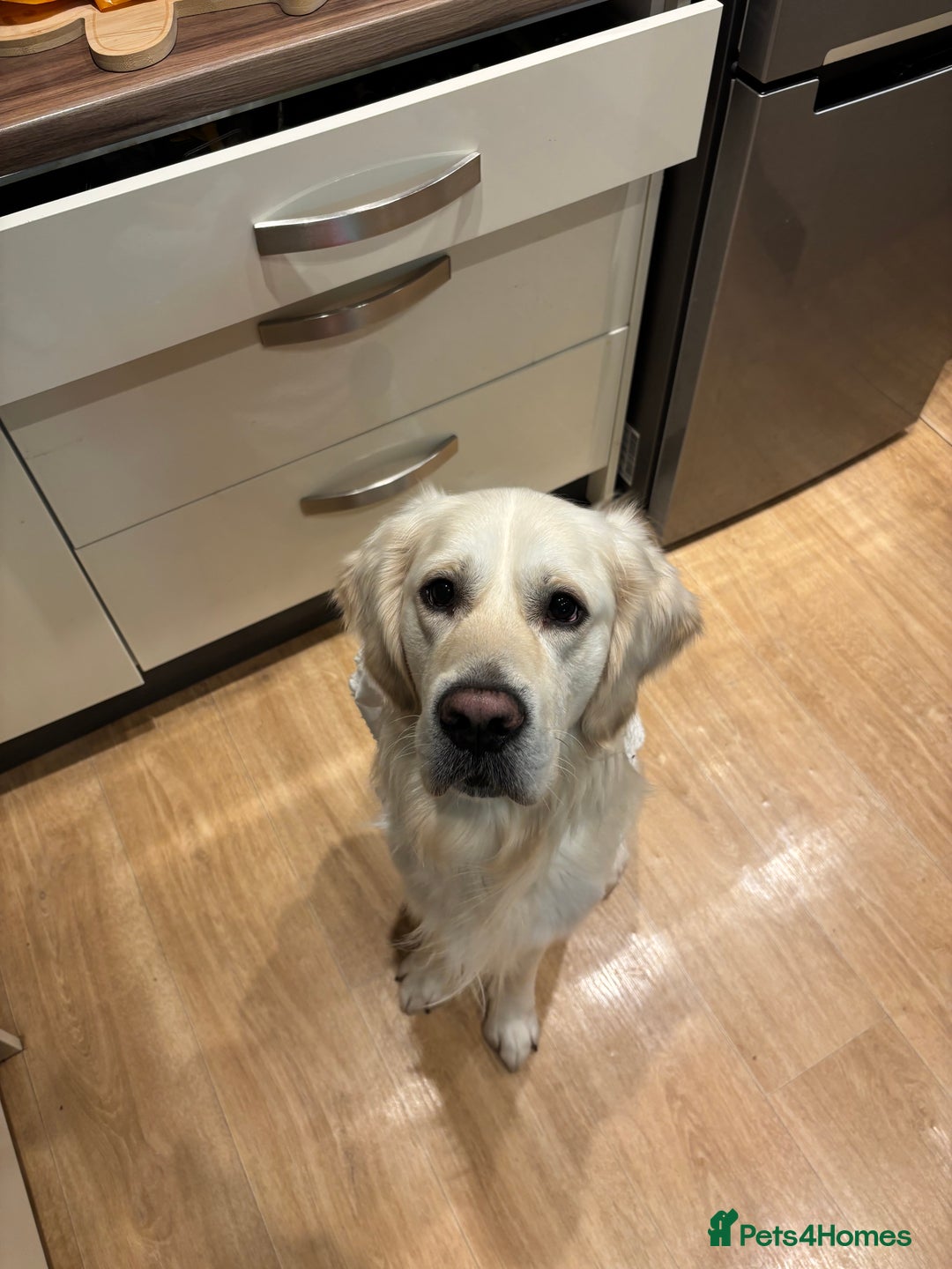 Golden Retriever dogs for stud: For stud - Advert 5