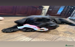 Labrador Retriever dogs for sale: Last girl remaining  - Image 1