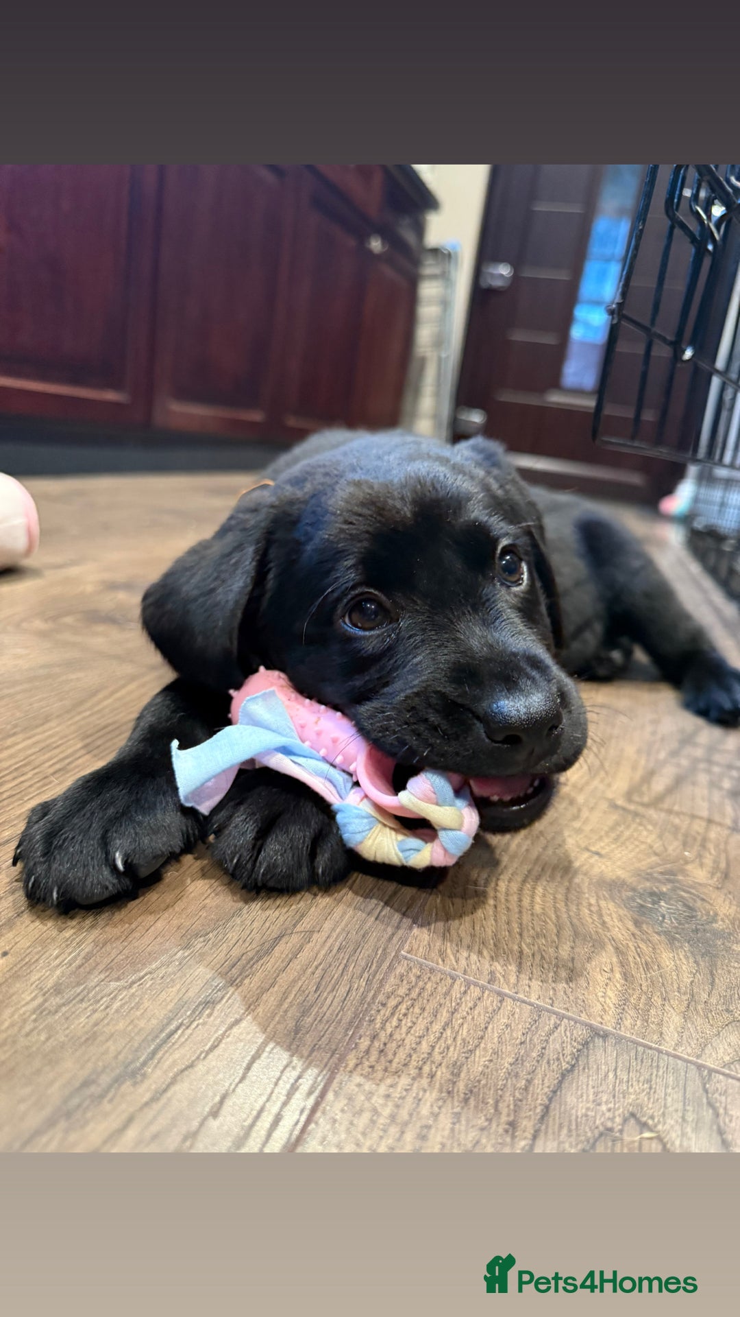 Labrador Retriever dogs for sale: Last girl remaining  - Image 1