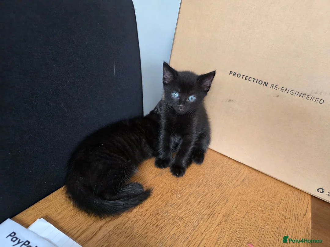 Mixed Breed cats for sale: 2 beautiful pure black mixed breed kittens  in Newark - Advert 5