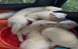 Ferret rodents for sale: Albino ferret kits  - Image 13