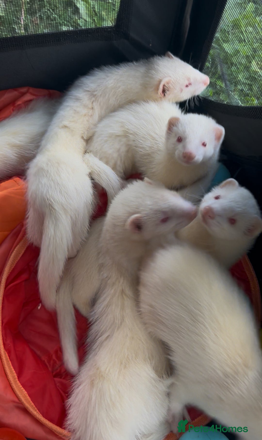 Ferret rodents for sale: Albino ferret kits  - Image 13