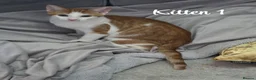 Mixed Breed cats for sale: Litter of 4 ginger tabbys available for rehoming - Advert 26