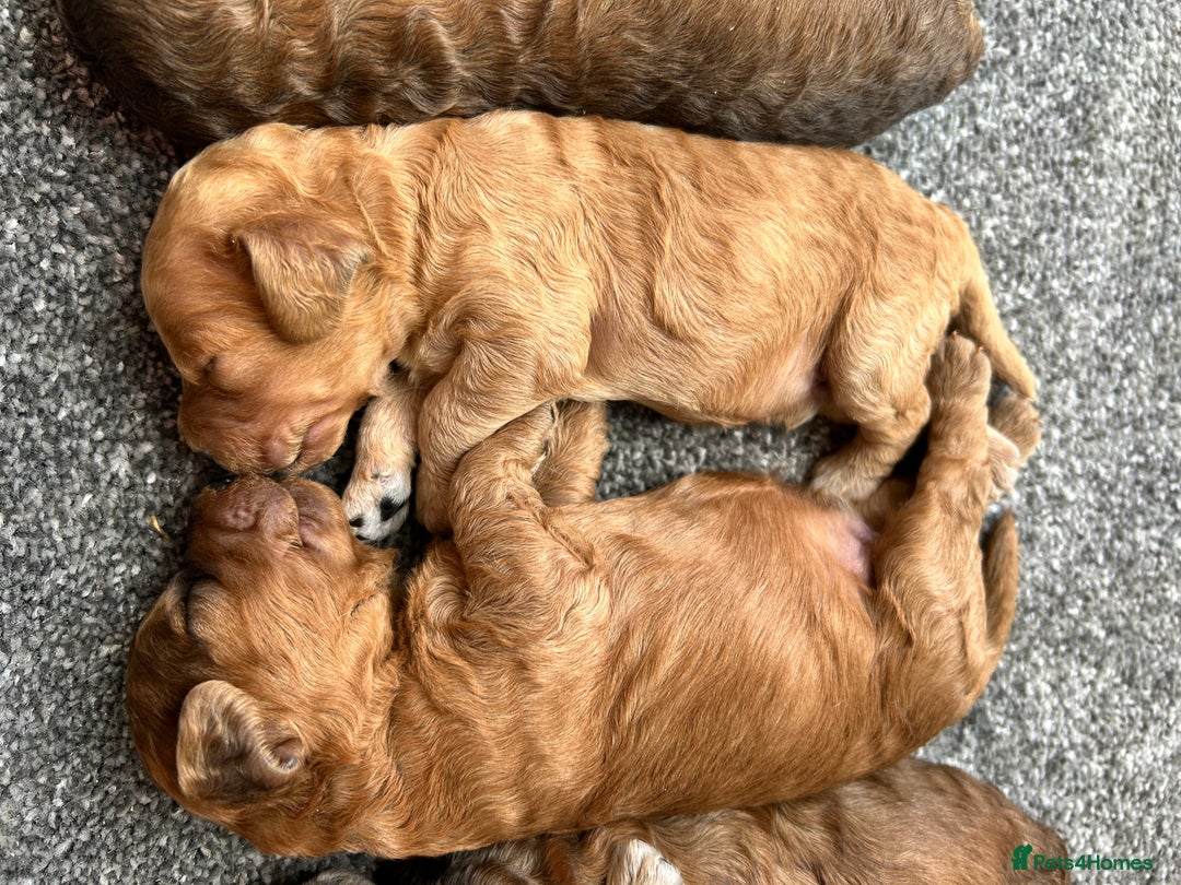 Cockapoo dogs for sale: Beautiful F1 Cockapoo Puppies  - Image 12