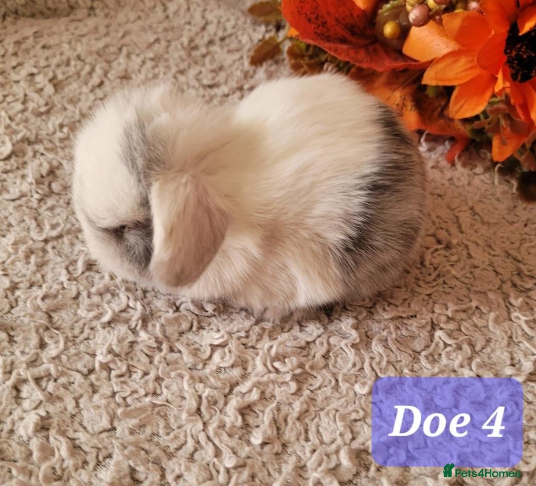 Mini Lop rabbits Beautiful pure bred mini lops - Advert 2