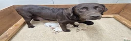 Labrador Retriever dogs for sale: 🐾 Beautiful Labrador Puppies – KC Registered 🐾 - Advert 3