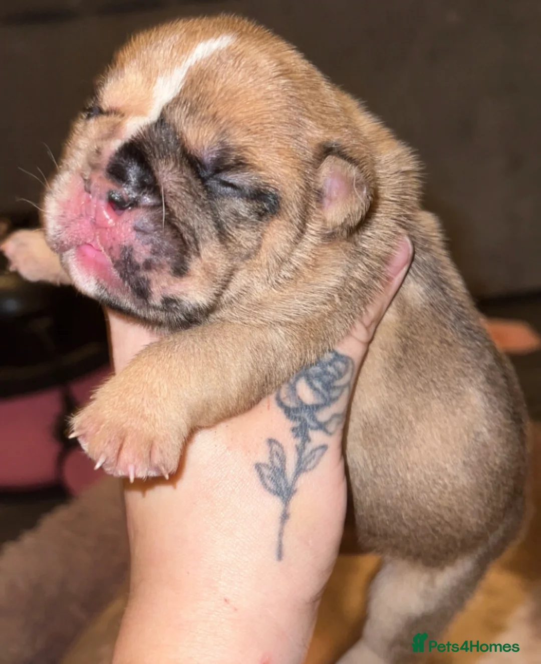 English Bulldog dogs for stud: Red Bulldog Stud - Advert 11