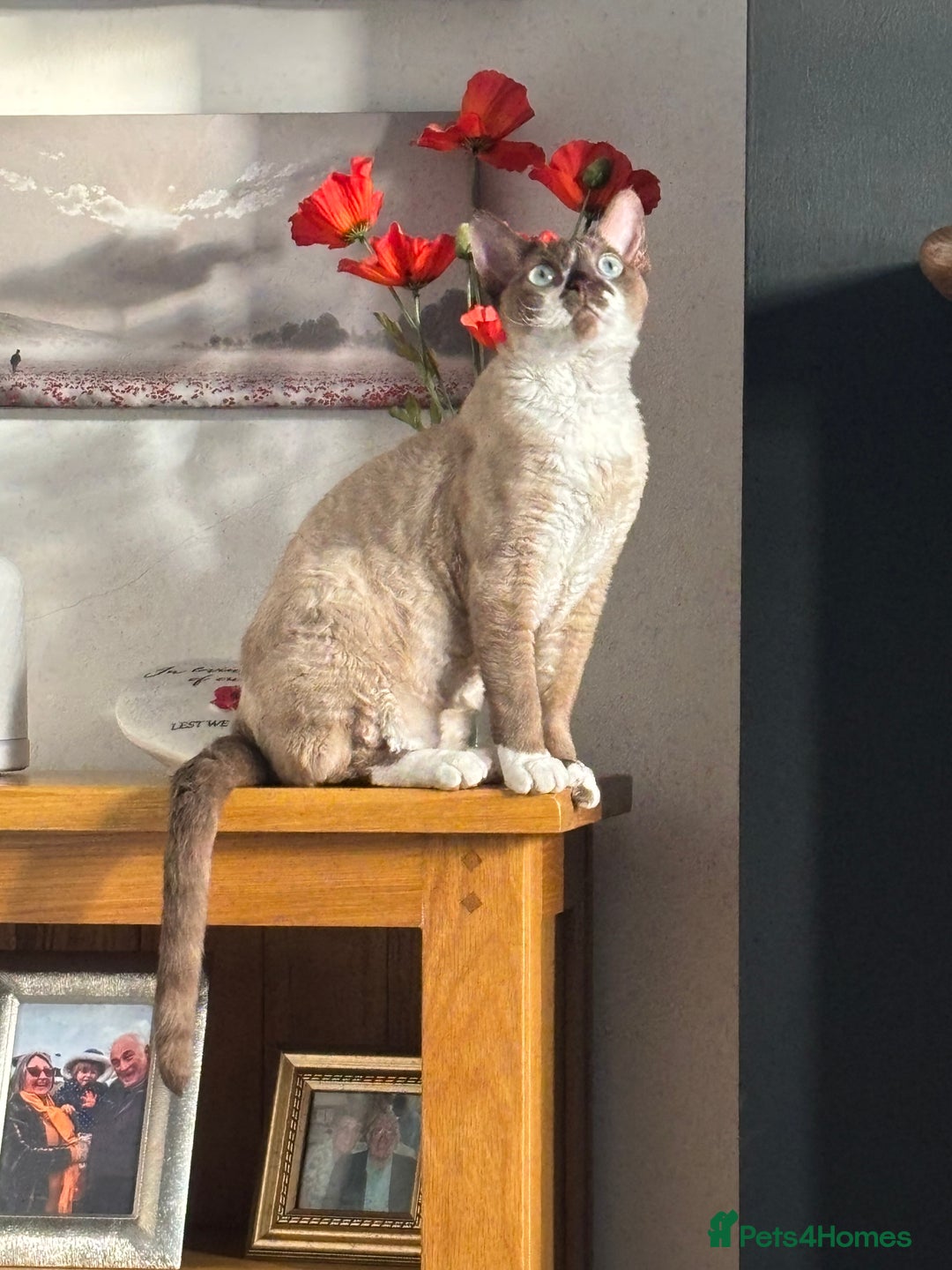 Devon Rex cats for sale: Devon Rex “Chino” - Advert 5