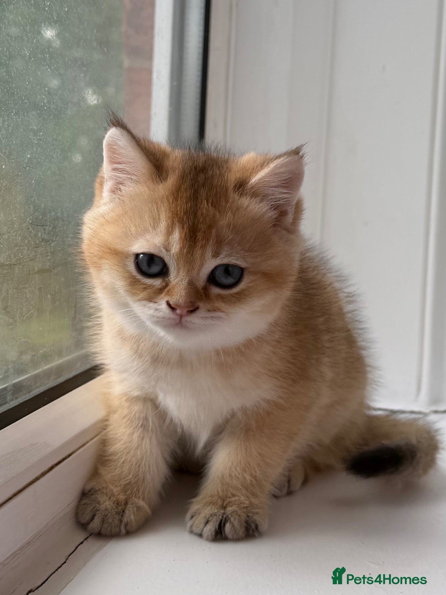 British Shorthair cats FULL HEALTHY  LOOKING FOR A NEW HOME!!! - Advert 9
