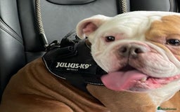 English Bulldog dogs for sale: Male English Bulldog  - Image 1