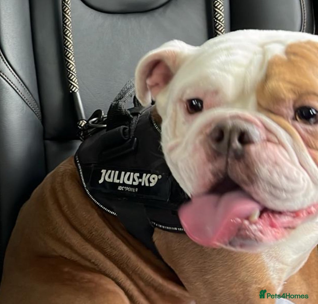 English Bulldog dogs for sale: Male English Bulldog  - Image 1