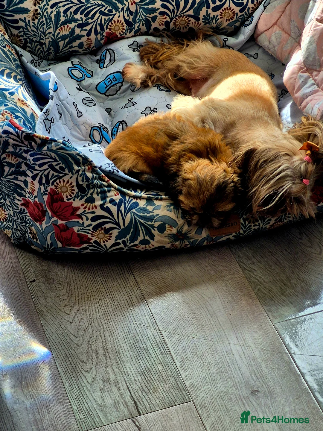 Shih Tzu dogs for sale: Teddy bear miniature imperial shih tzu male in Bolton - Advert 8