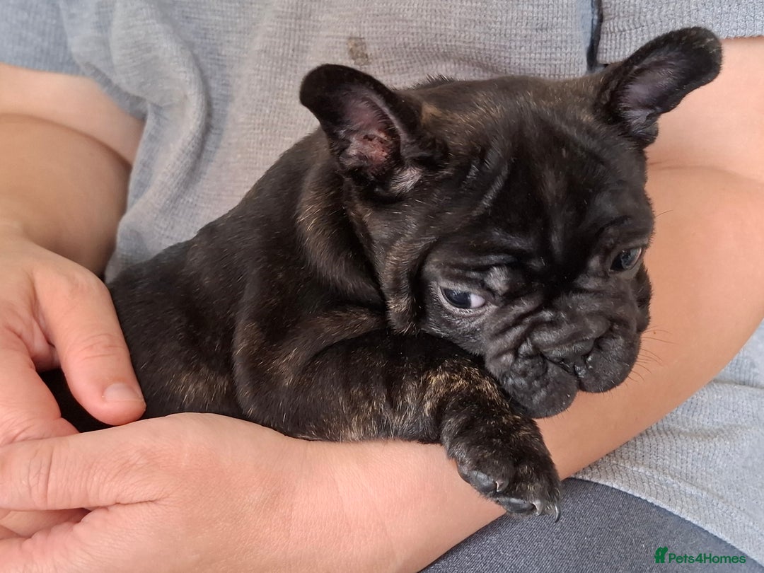 French Bulldog dogs for sale: Two puppies French Bulldogs looking for new home! - Image 4