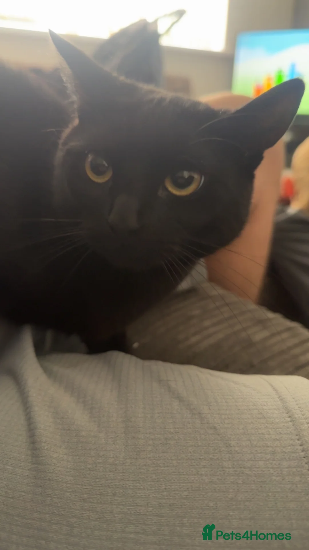 Mixed Breed cats for sale: Rehoming our cats - Advert 2
