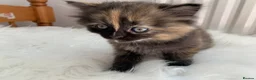 Mixed Breed cats for sale: Mixed Pointed Ragdoll & Persian  in London - Advert 3