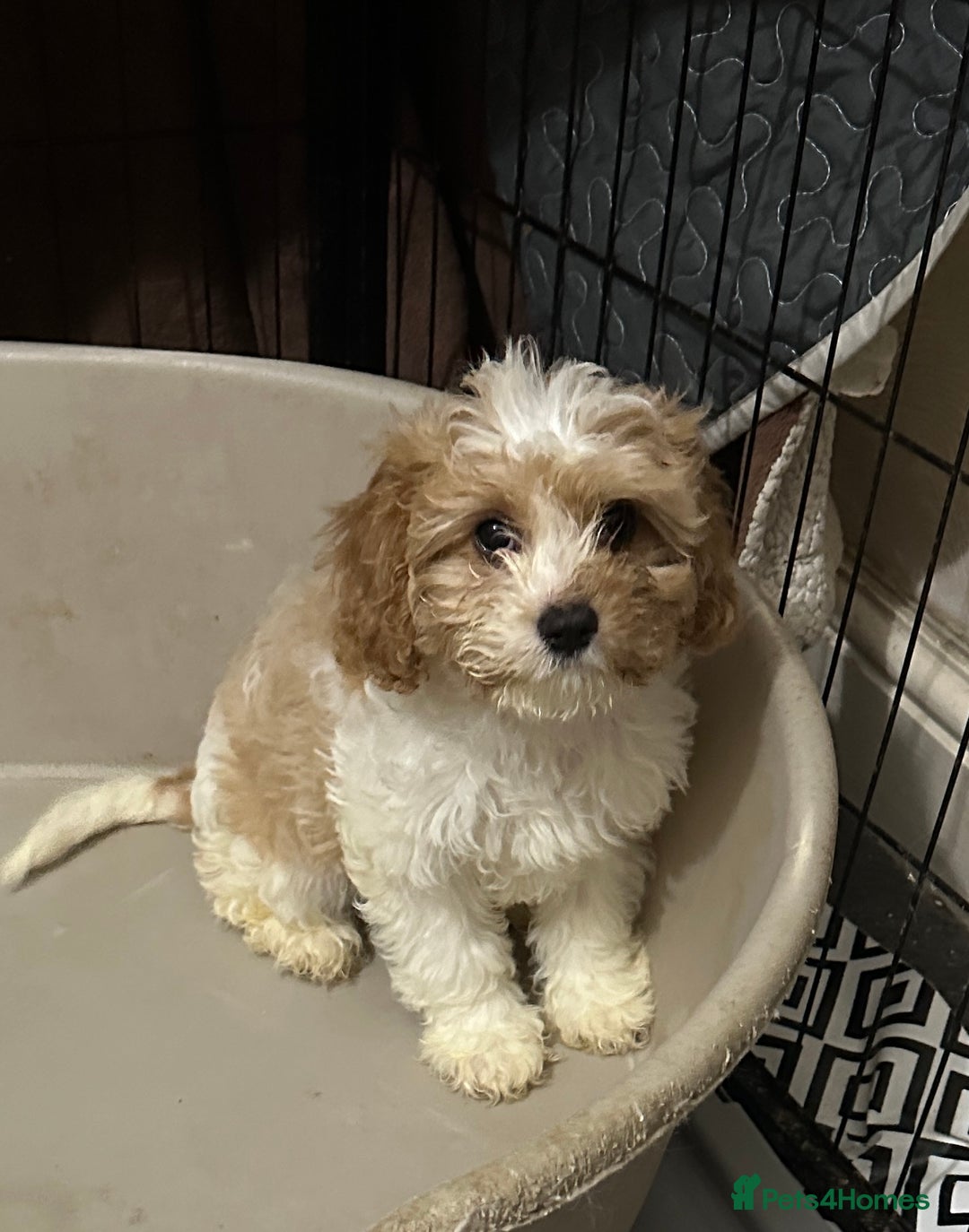 Cavapoo dogs for sale: READY TO GO!!!Six cavapoo puppies F2, London - Advert 21