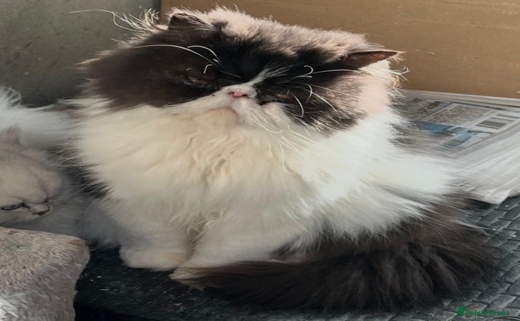 Persian cats - Advert 4