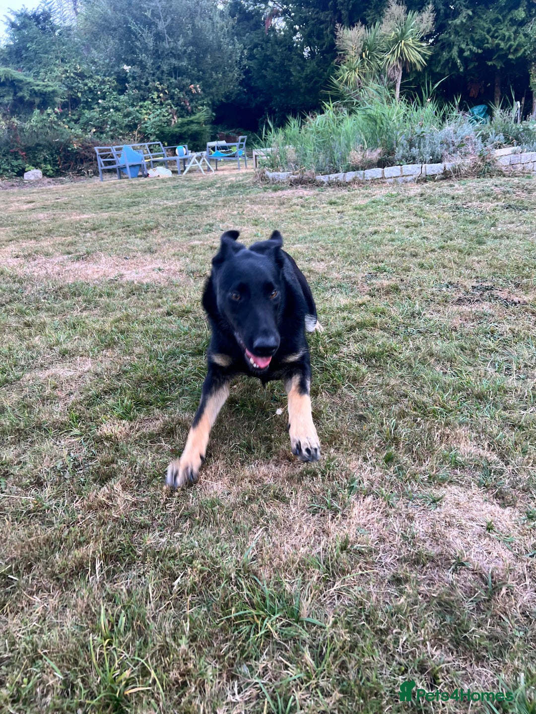 German Shepherd dogs for sale: Gadar - Image 5