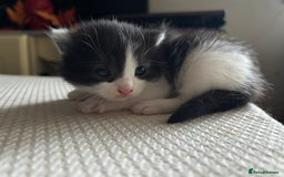 Mixed Breed cats for sale: Beautiful Kittens looking for new homes!❤️ - Image 4