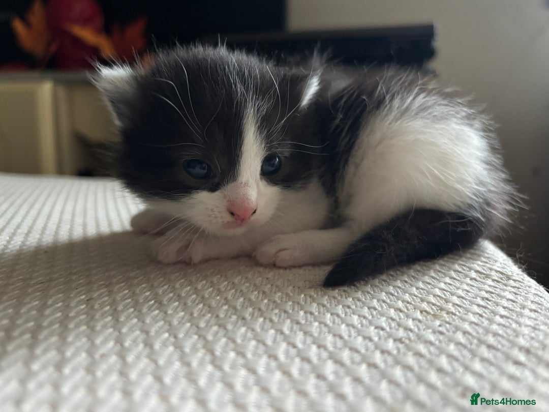 Mixed Breed cats for sale: Beautiful Kittens looking for new homes!❤️ - Image 4
