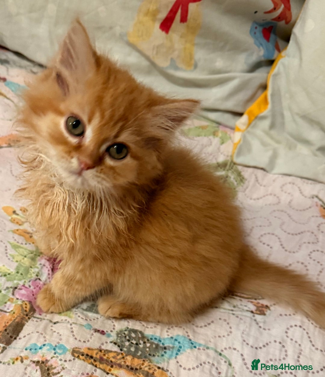 Mixed Breed cats for sale: Ragdoll X Persian kittens  - Advert 14