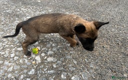 Belgian Shepherd Dog dogs for sale: 🐶Belgian Malinois Shepherd🐶 working dogs in Esher - Image 18