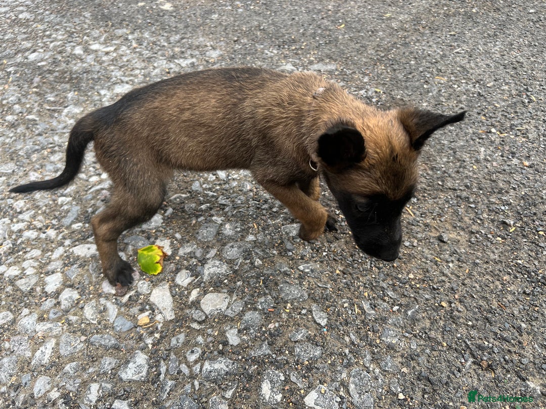 Belgian Shepherd Dog dogs for sale: 🐶Belgian Malinois Shepherd🐶 working dogs in Esher - Image 18
