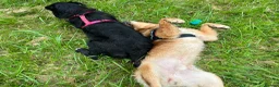 Golden Retriever dogs for stud: STUD - Beautiful Pure Golden Retriever - Advert 17