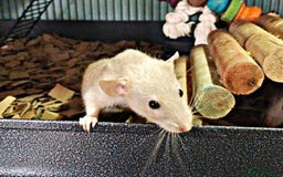 Rat rodents for sale: Male and female rats looking for new homes  - Image 6