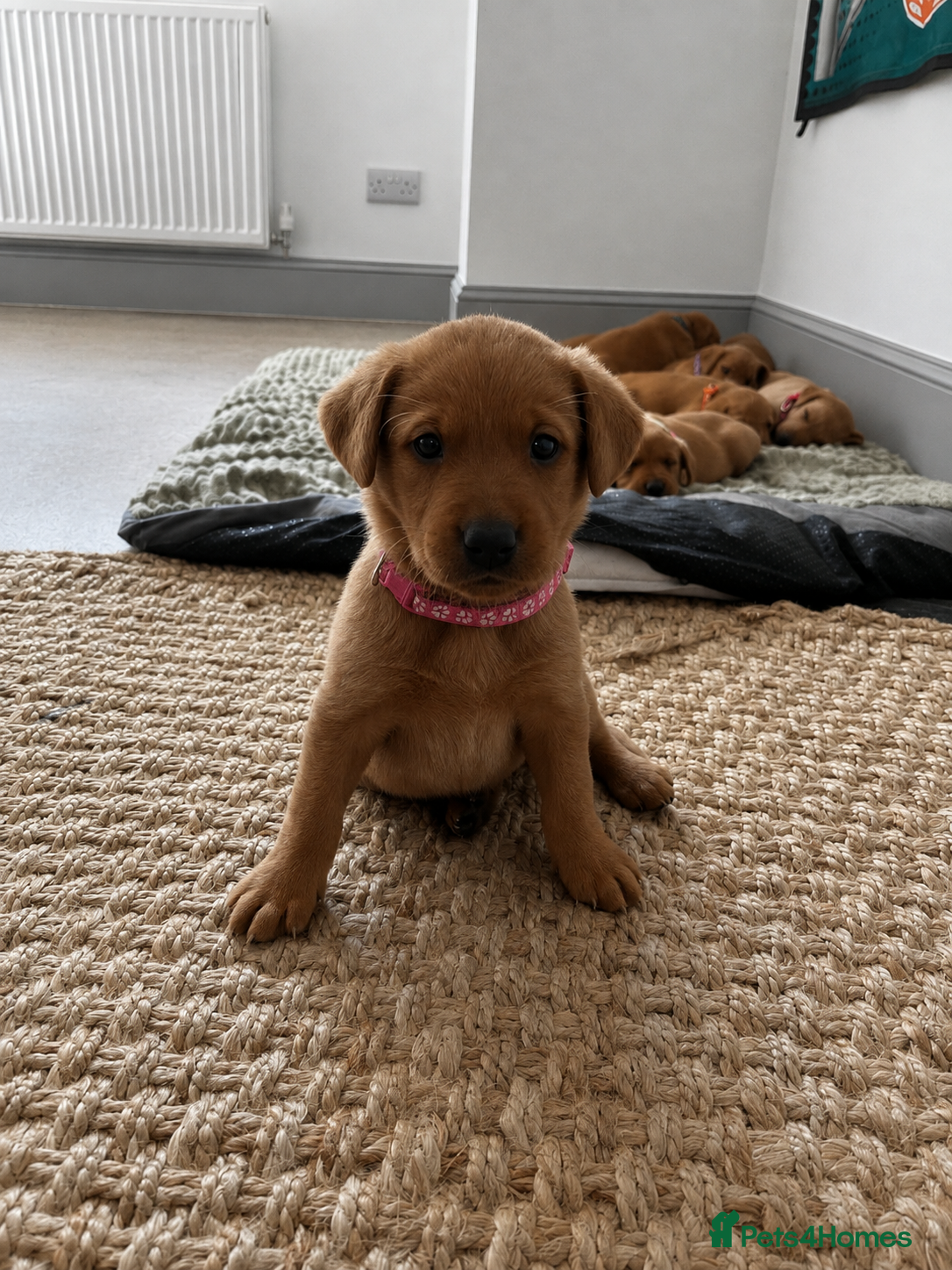 Labrador Retriever dogs Fox Red Labrador Puppies  - Advert 2