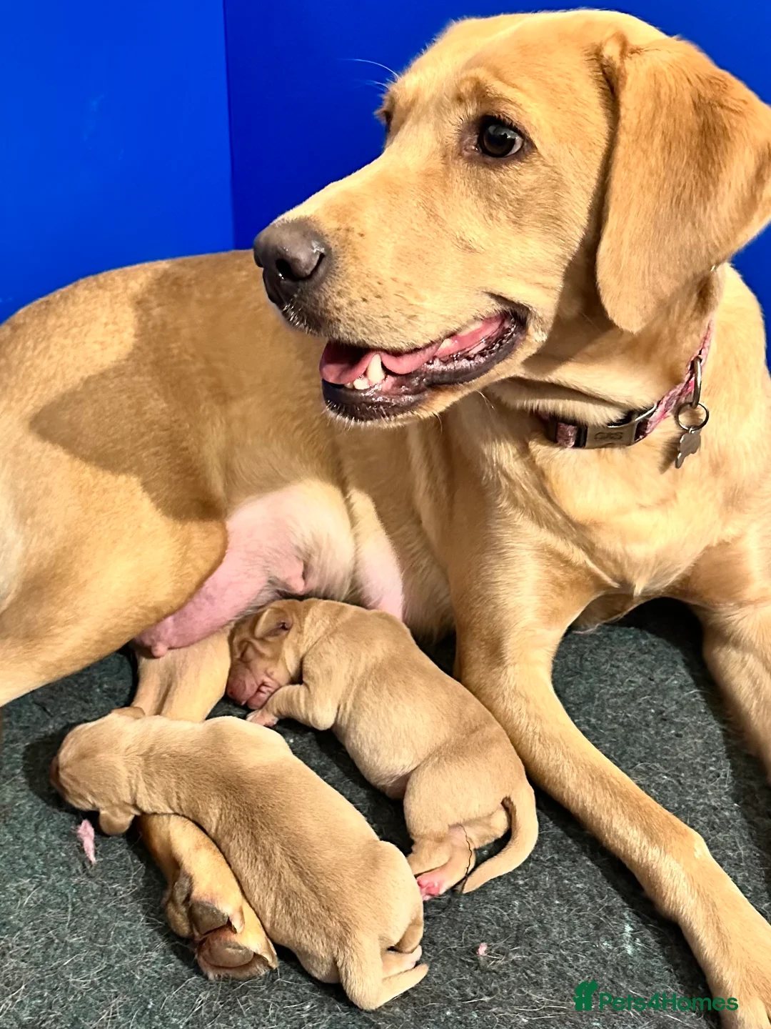 Labrador Retriever dogs for sale: Fox Red Pedigree Labrador Litter - Advert 10