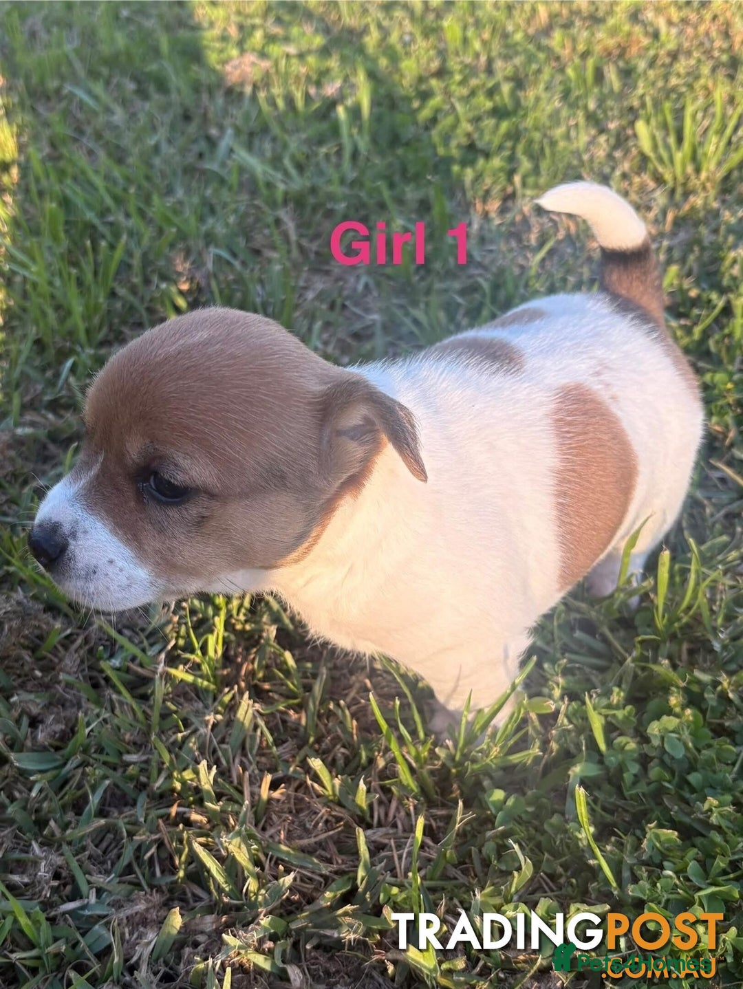 Jack Russell dogs for sale: Jack Russell Pups  - Image 3