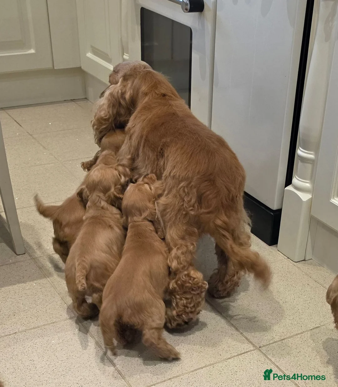 Cocker Spaniel dogs for sale: SHOW TYPE COCKER SPANIELS  - Advert 2