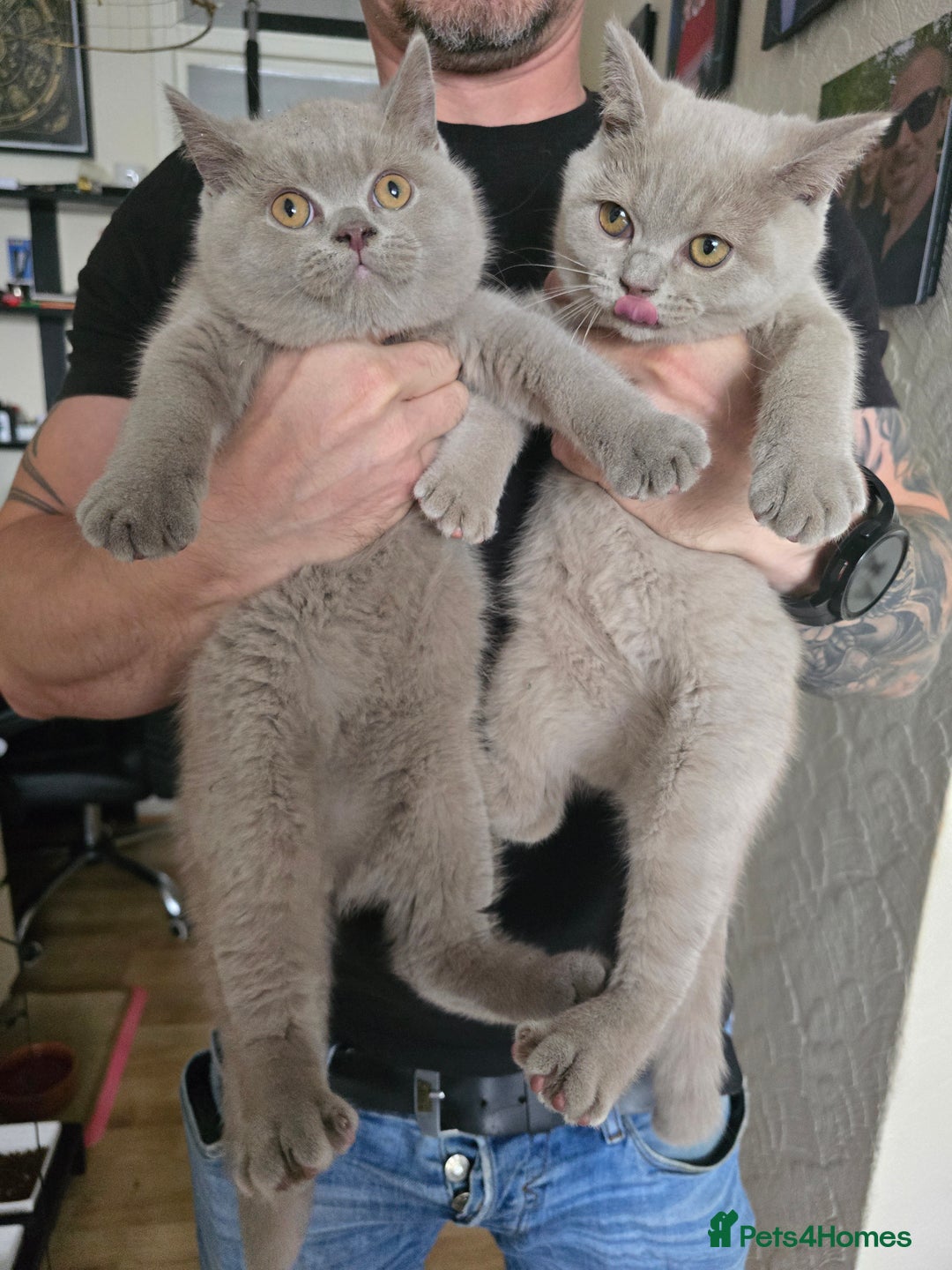 British Shorthair cats for sale: British Shorthair - Ready for Their Forever Homes! - Image 12