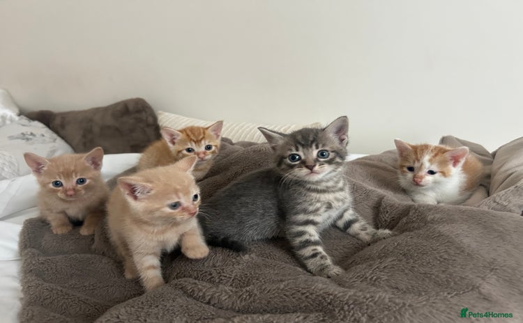 Mixed Breed cats - Advert 1