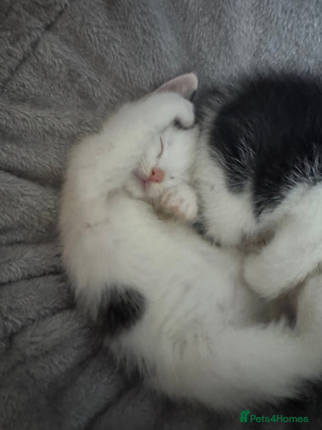 Mixed Breed cats for sale: Kittens for sale  - Advert 7