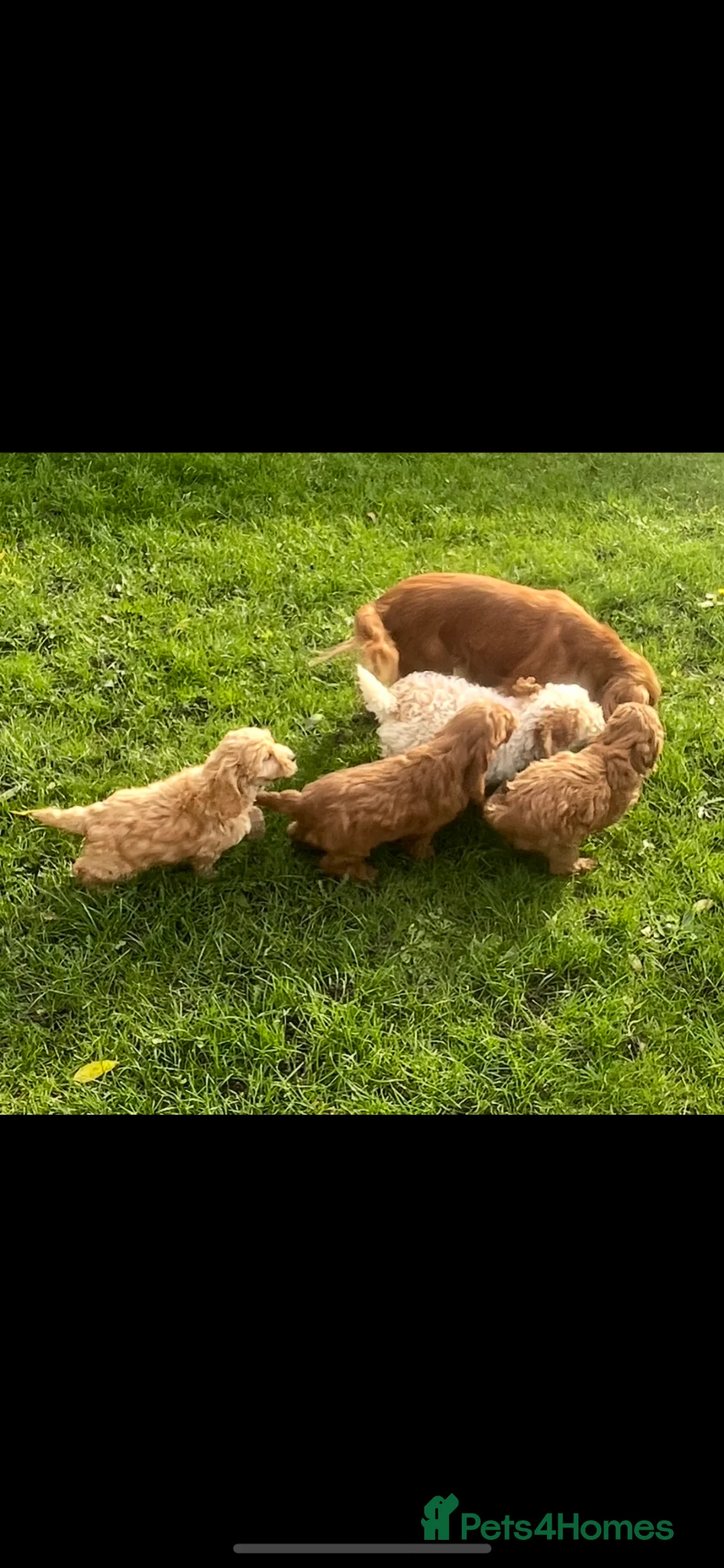 Cockapoo dogs for sale: F1 Cockapoo puppies - Advert 2