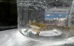 Axolotl reptiles for sale: Juvenile Axolotls - Image 1