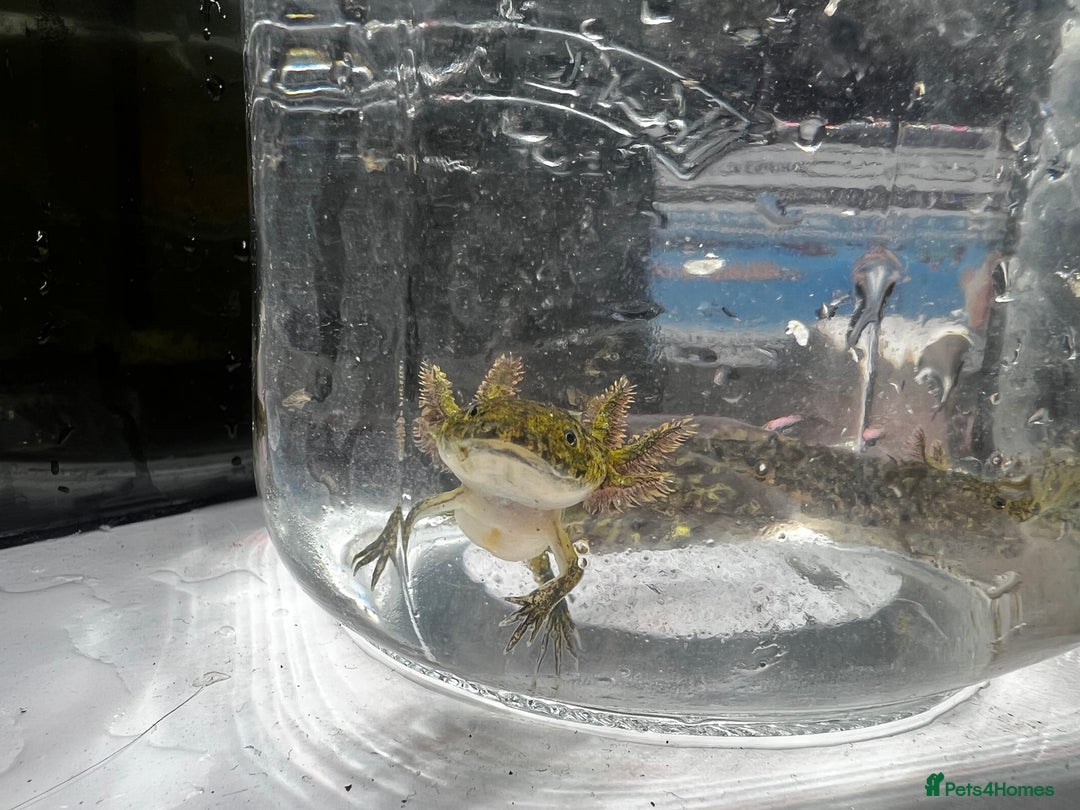 Axolotl reptiles for sale: Juvenile Axolotls - Image 1