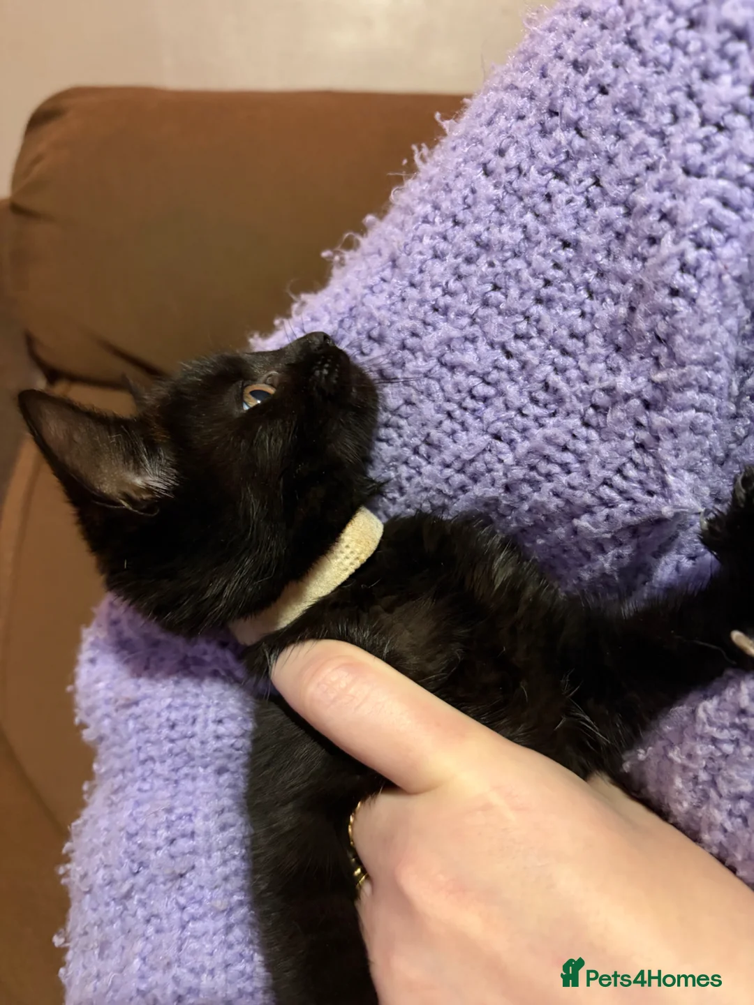 Mixed Breed cats for sale: Mixed kittens for sale  - Advert 13