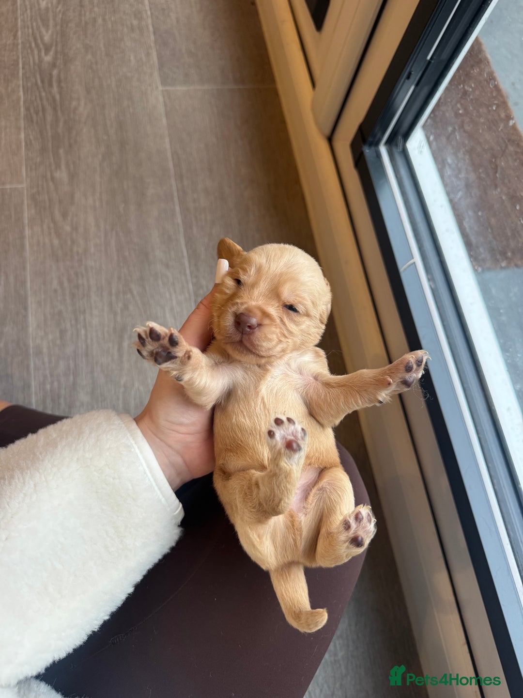 Cockerdor dogs for sale: Cockerdor/ Spanador Puppies. KC registered parents - Advert 9