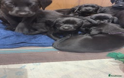 Labrador Retriever dogs for sale: Stunning K.C. Reg. Black Labrador Puppies - Image 6