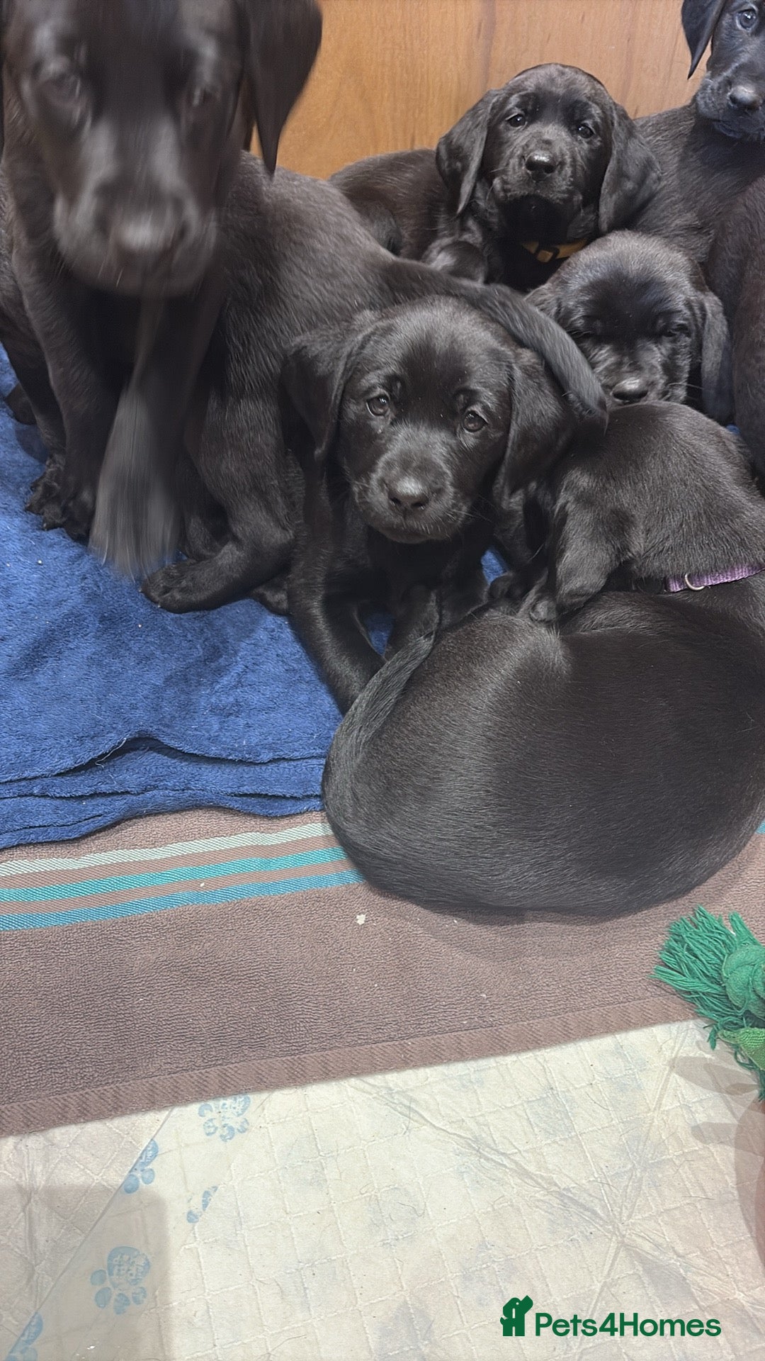 Labrador Retriever dogs for sale: Stunning K.C. Reg. Black Labrador Puppies - Image 6