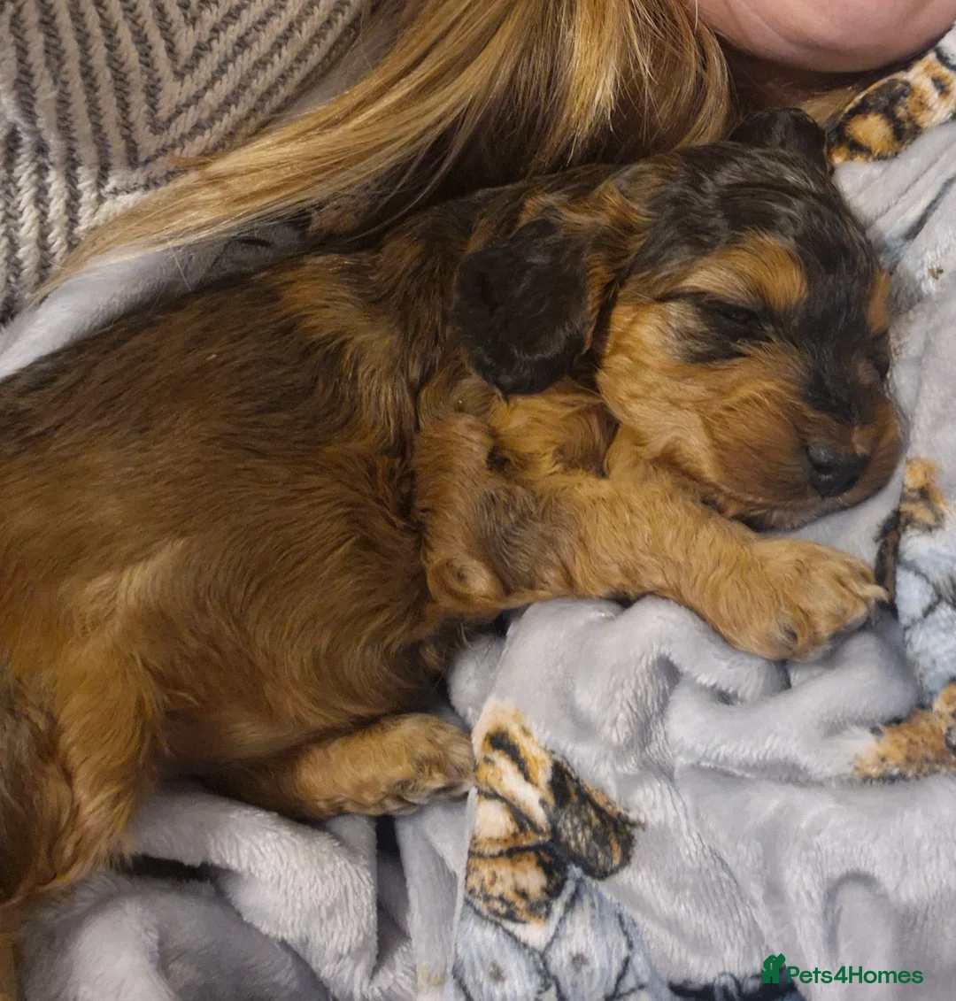 Cockapoo dogs for sale: Beautiful health tested F1 cockapoos - Advert 12