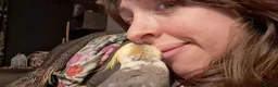 Cockatiels birds for sale: Two funny cuddle loving male cockatiels in Braintree - Advert 3