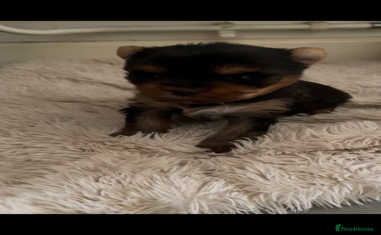 Mixed Breed dogs - Advert 4