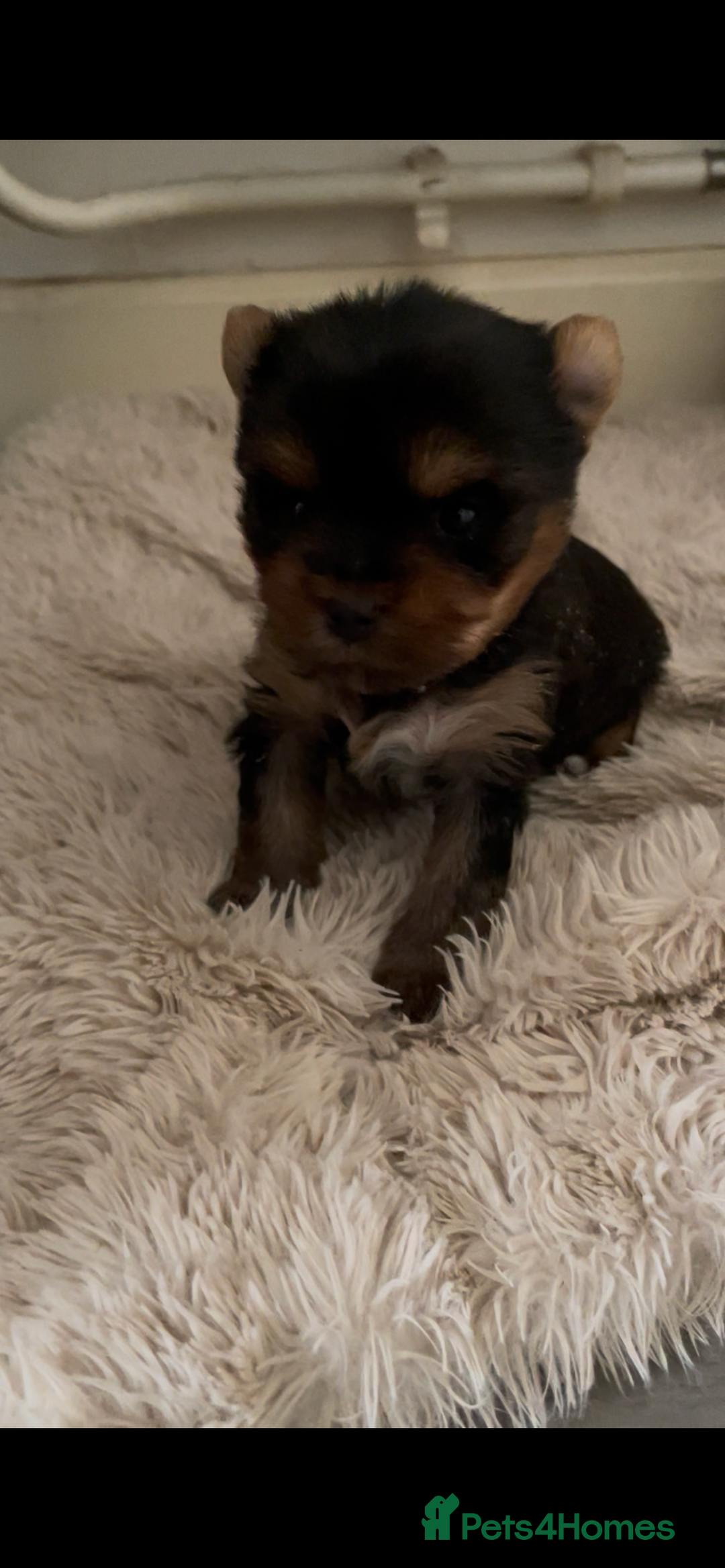 Mixed Breed dogs for sale: Biewer terrier puppy male, vaccs chip ect  - Image 4