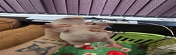 French Bulldog dogs for sale: French bulldog puppies - Advert 11