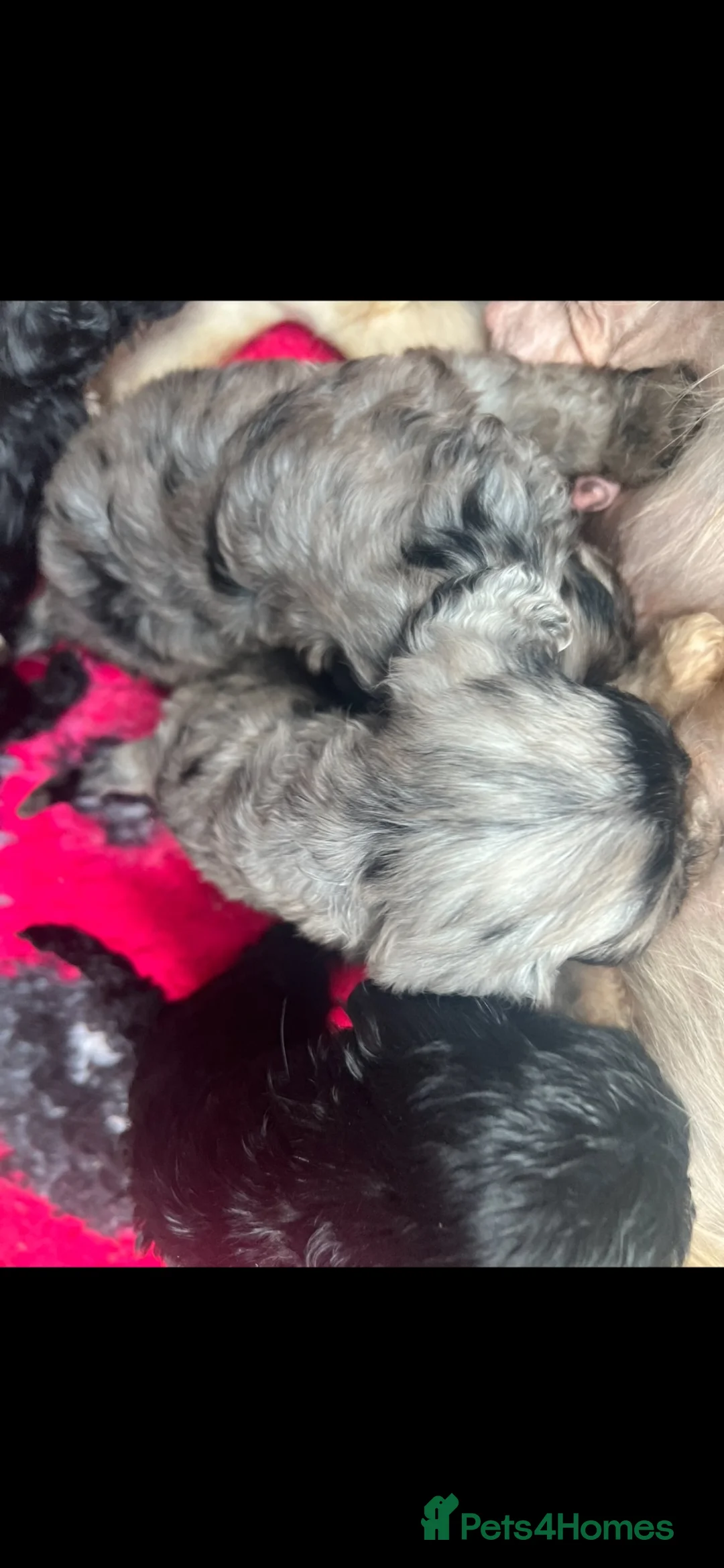 Cavapoo dogs for sale: THERAPY RAISED CAVAPOOS - Advert 12