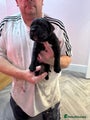 Cane Corso Puppy 4